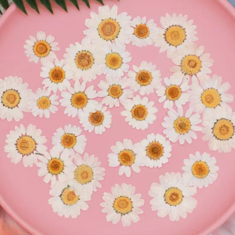 Resin Craft Ideas - 100 szt. Naturalne Białe Kryształowe Chryzantemy