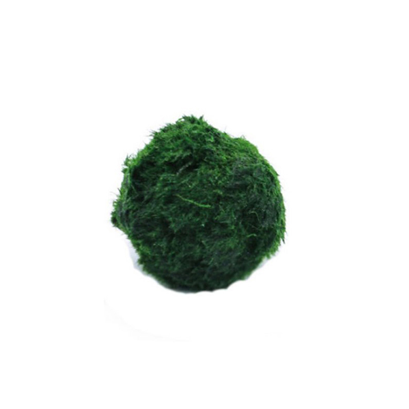 Terrarium Moss Art - Kulki Marimo, żywąca roślinność akwariowa, glony,