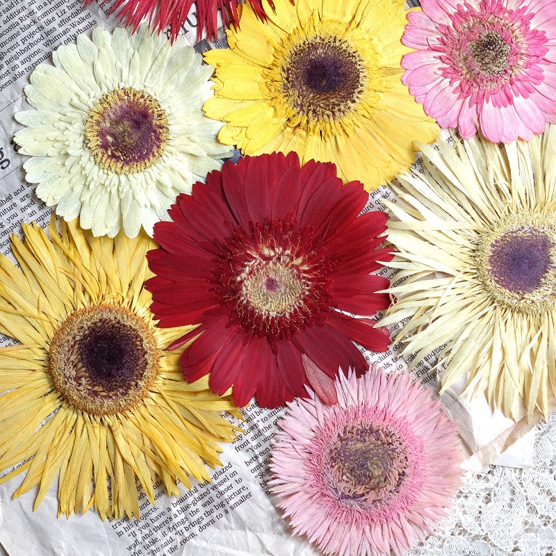Resin Craft Ideas - 1 szt./7-9 cm, Suszone kwiaty gerbera,