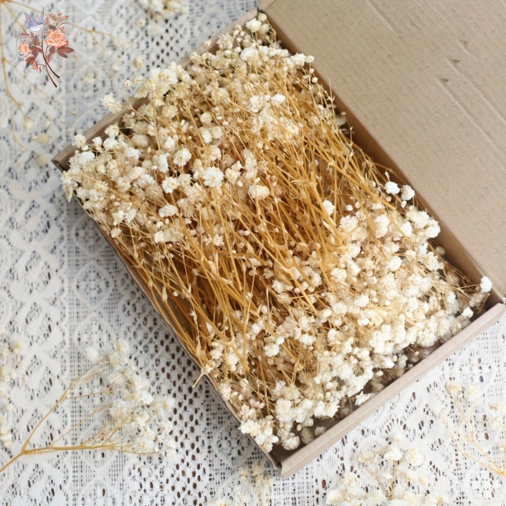 Dried Flower Bulk - 100 szt. Mini Suszone Kwiaty Gipsówki