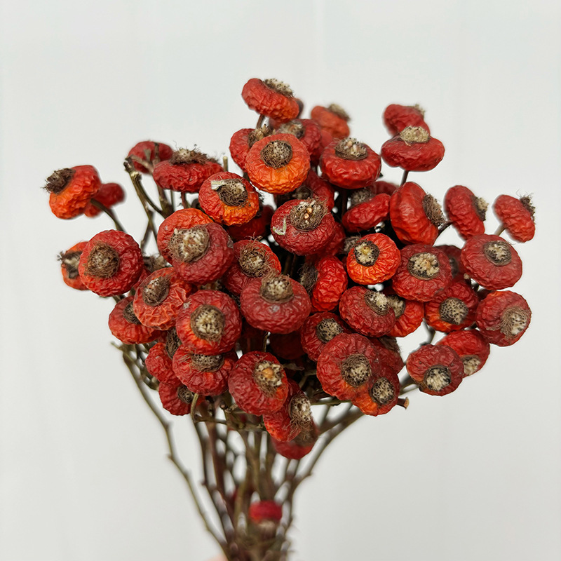 10 sztuk/pęczek Suszone kwiaty – Dried Flower Bulk recenzja i cena