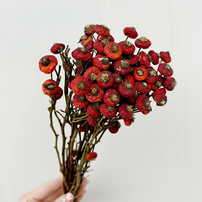 10 sztuk/pęczek Suszone kwiaty – Dried Flower Bulk recenzja i cena