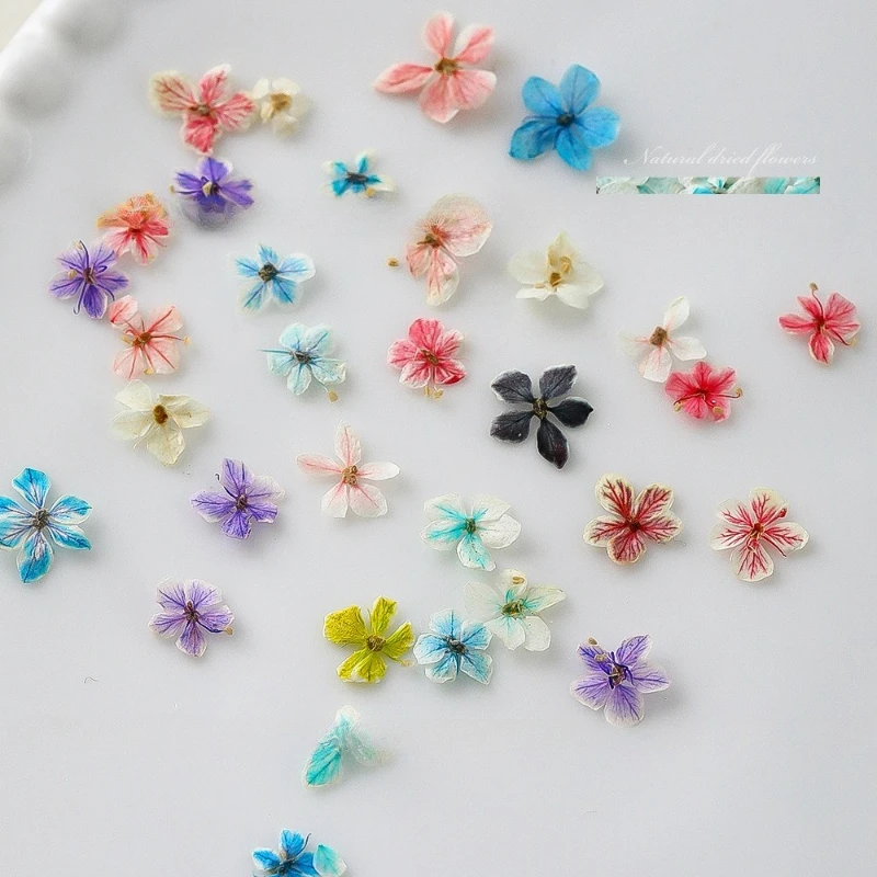 1 SZT. Letnie Gradientowe Kwia – Dried Flower Bulk recenzja i cena