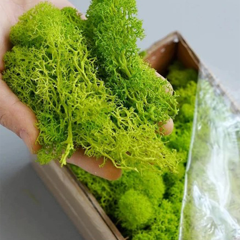 100/200/500g Mech Wiecznego Ży – Terrarium Moss Art recenzja i cena