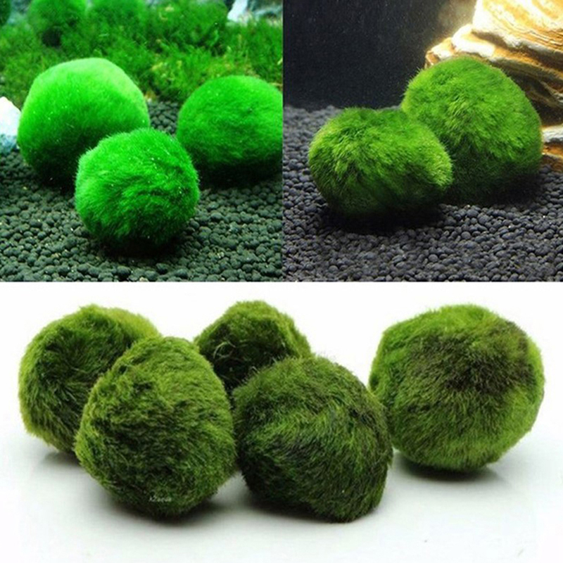 Kulki Marimo, żywąca roślinnoś – Terrarium Moss Art recenzja i cena