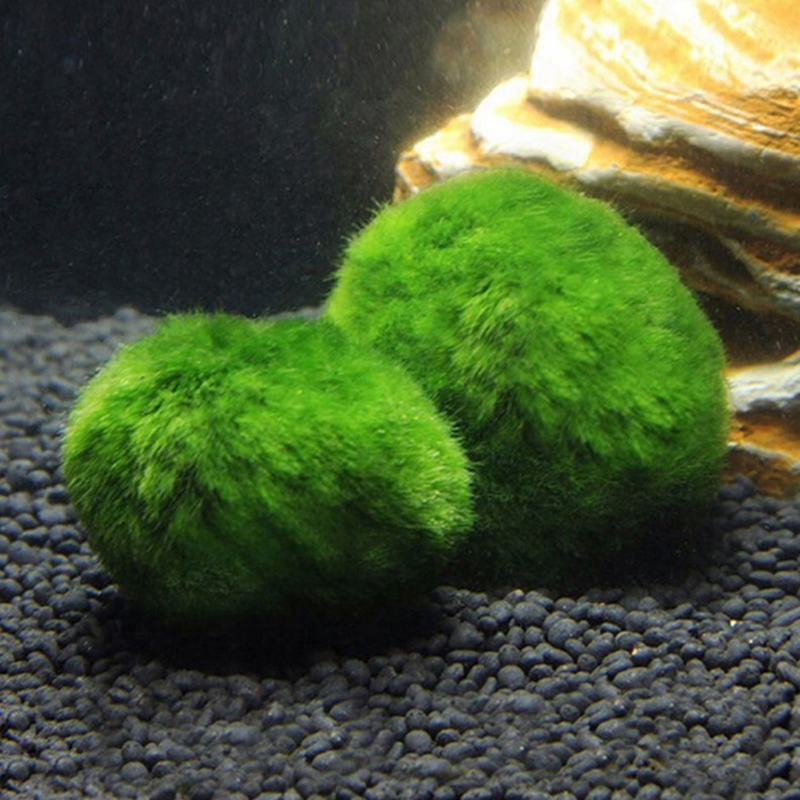 Kulki Marimo, żywąca roślinnoś – Terrarium Moss Art recenzja i cena
