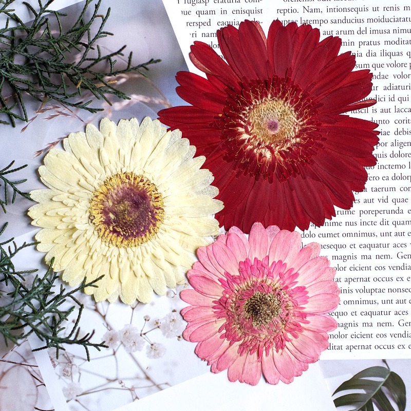 1 szt./7-9 cm, Suszone kwiaty  – Resin Craft Ideas recenzja i cena