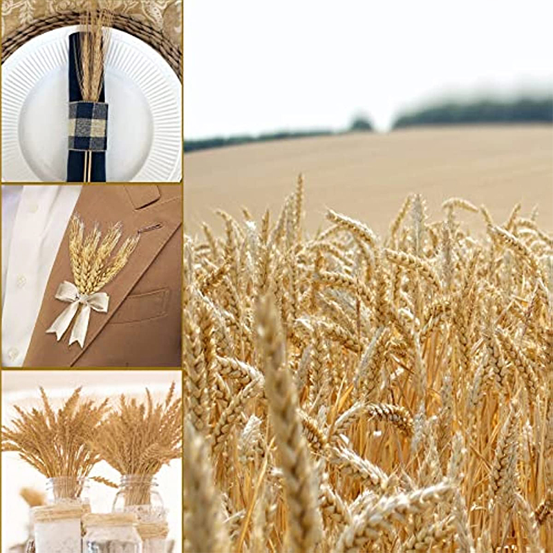 50/100/200 szt. Suszone łodygi – Dried Flower Bulk recenzja i cena